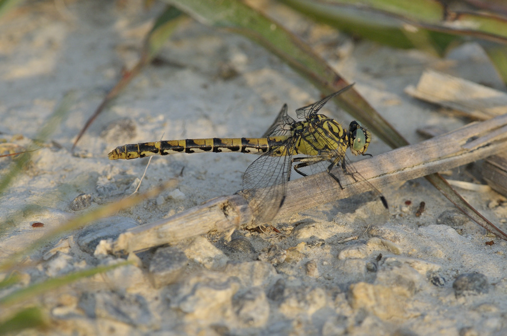 Onychogomphus forcipatus femmina?